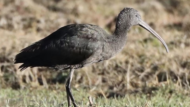 香格里拉飛羽天堂——每日觀鳥臺  珍稀鳥類——彩鹮