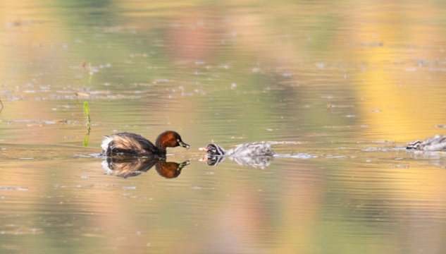 香格里拉飛羽天堂——每日觀鳥臺 潛水抓魚能手——小鸊鷉