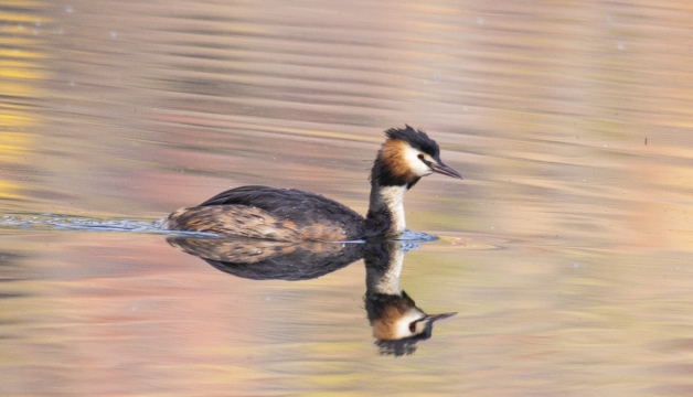 香格里拉飛羽天堂——每日觀鳥臺 忠貞的愛情鳥——鳳頭??