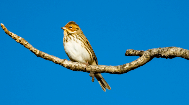 香格里拉飛羽天堂——每日觀鳥(niǎo)臺(tái)  小鹀