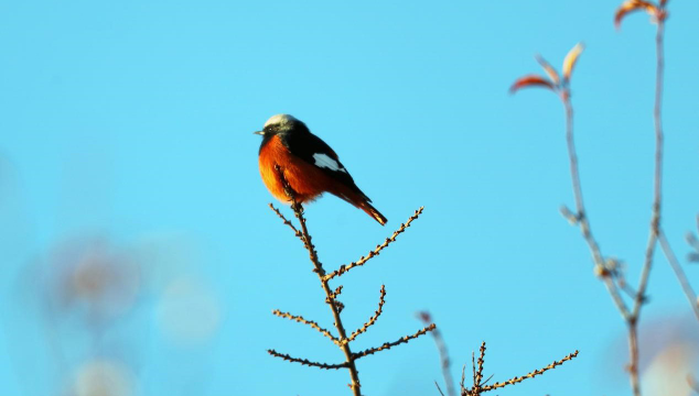 香格里拉飛羽天堂——每日觀鳥(niǎo)臺(tái) 紅腹紅尾鴝