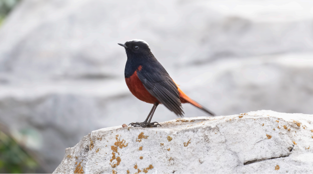 香格里拉飛羽天堂——每日觀鳥(niǎo)臺(tái) 白頂溪鴝