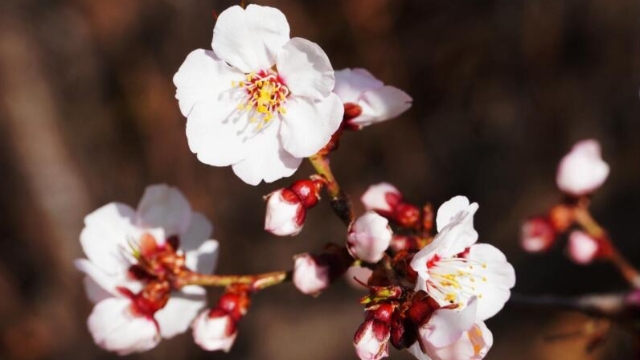 尼西湯堆桃花朵朵開(kāi)