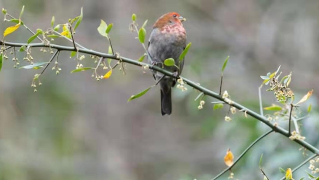 香格里拉飛羽天堂——每日觀鳥臺(tái) 紅眉松雀