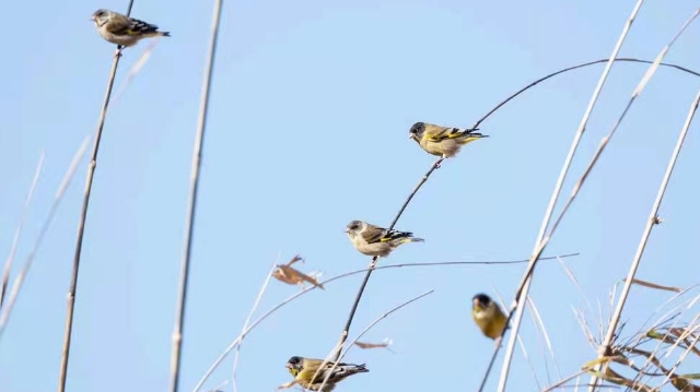 香格里拉飛羽天堂——每日觀鳥臺(tái) 黑頭金翅雀