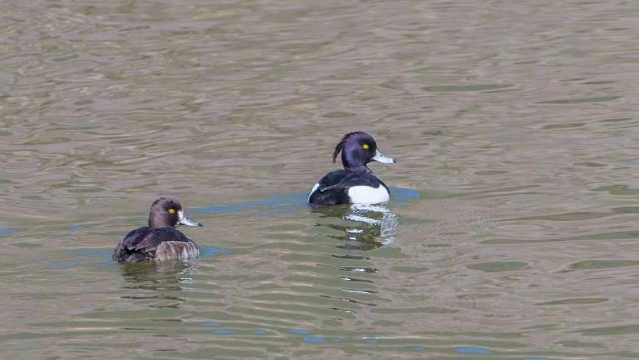 香格里拉飛羽天堂—每日觀鳥臺(tái) 鳳頭潛鴨