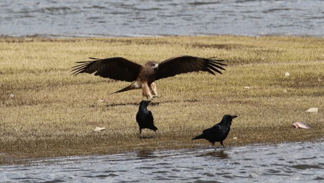 香格里拉飛羽天堂—每日觀鳥臺(tái) 黑鳶