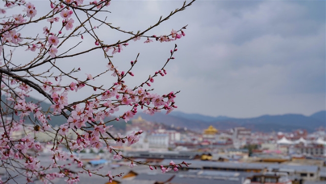 花開滿城的香格里拉