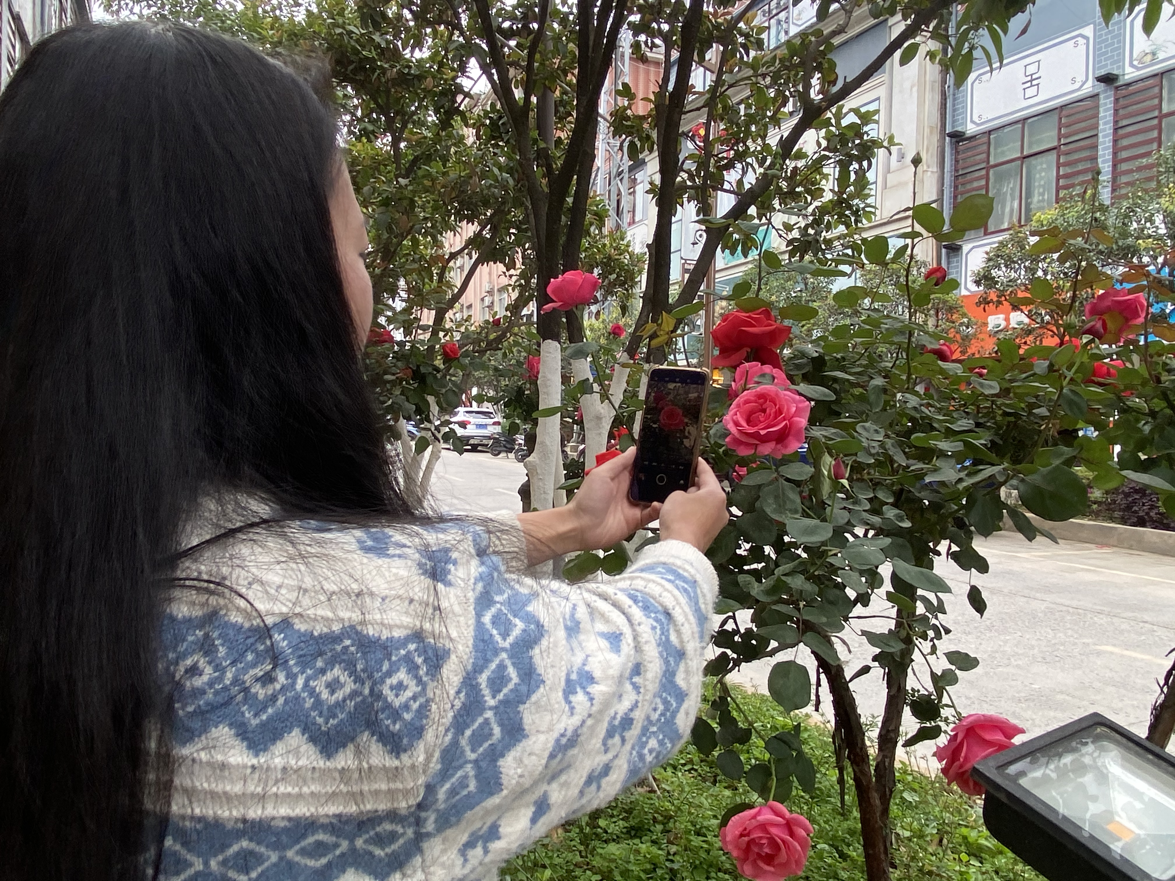 啊嘖嘖！鮮花怒放，維西街道扎實(shí)美哦！