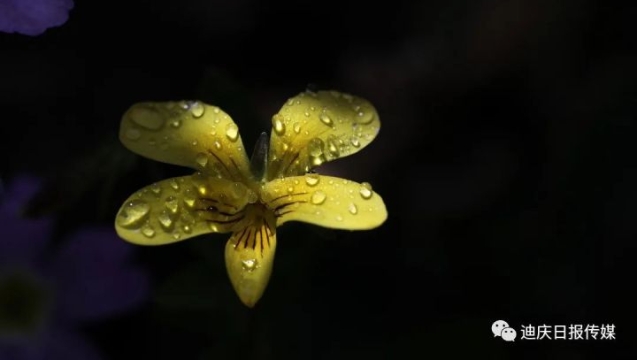 美！香格里拉雨后的露珠，大寫的驚艷！