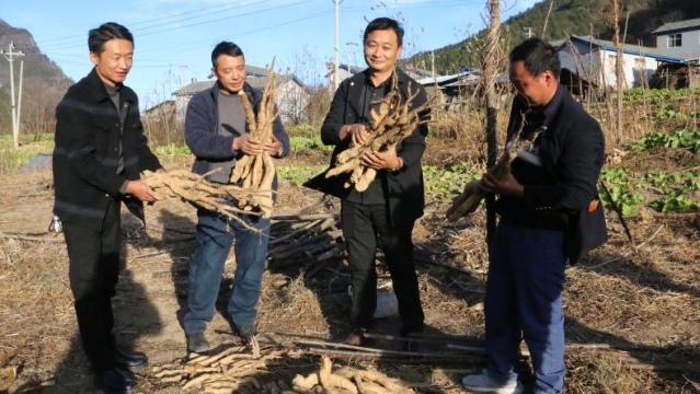 維西糯山藥開(kāi)挖啦