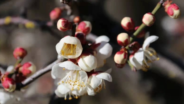 【程志開的鏡花緣】鄉(xiāng)村臘月梅花開