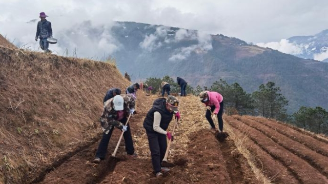 維登鄉(xiāng)山加村村民們正在草莓實(shí)驗(yàn)基地勞作