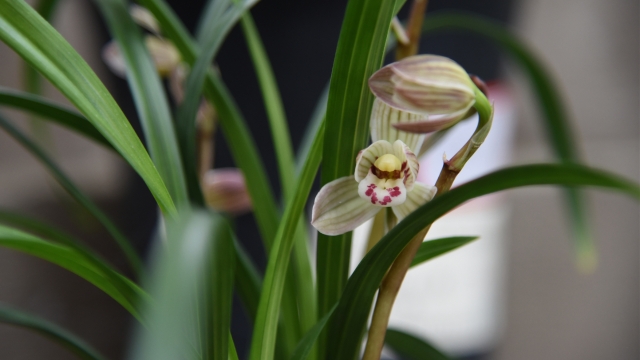 香格里拉春季花展免費開啟 千萬莫看“花”眼!