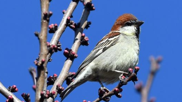 金沙江畔春暖花開鳥兒鳴