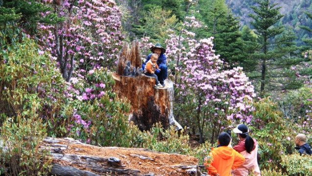 杜鵑花開，維西縣多處瞬間“走紅”！