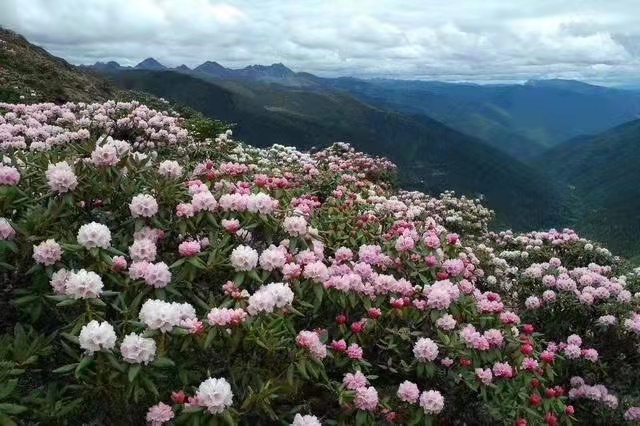 三壩鄉(xiāng)安南村杜鵑花競相綻放