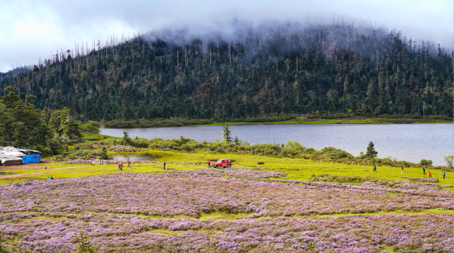 碧沽天池：漫山紫杜鵑 賞花正當(dāng)時