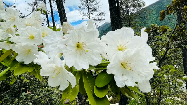 到白馬雪山與杜鵑花來場美麗邂逅