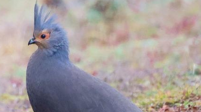 【迪慶百鳥集】⑥血雉