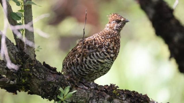 【迪慶百鳥集】⑩斑尾榛雞