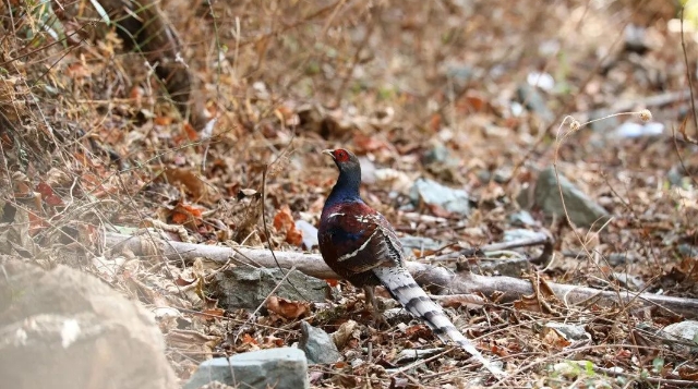 【迪慶百鳥集】?黑頸長尾雉