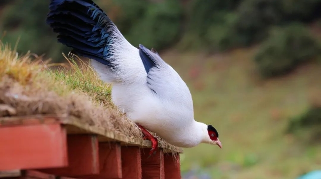 【迪慶百鳥集】?白馬雞