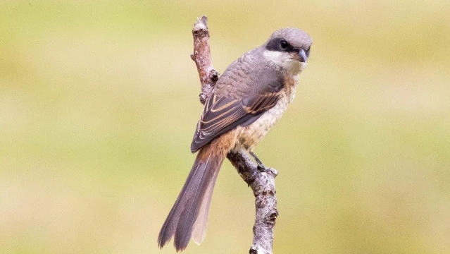 【迪慶百鳥集】? 灰背伯勞