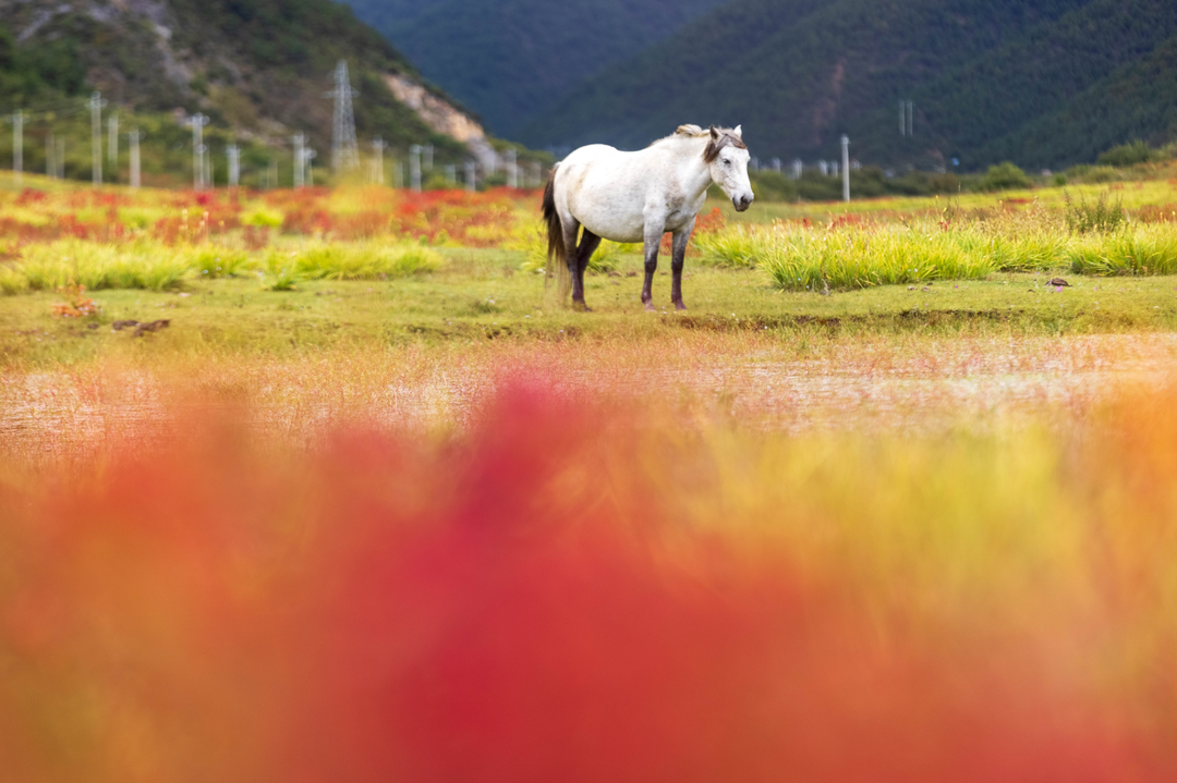 狼毒花開 松學寶2.png