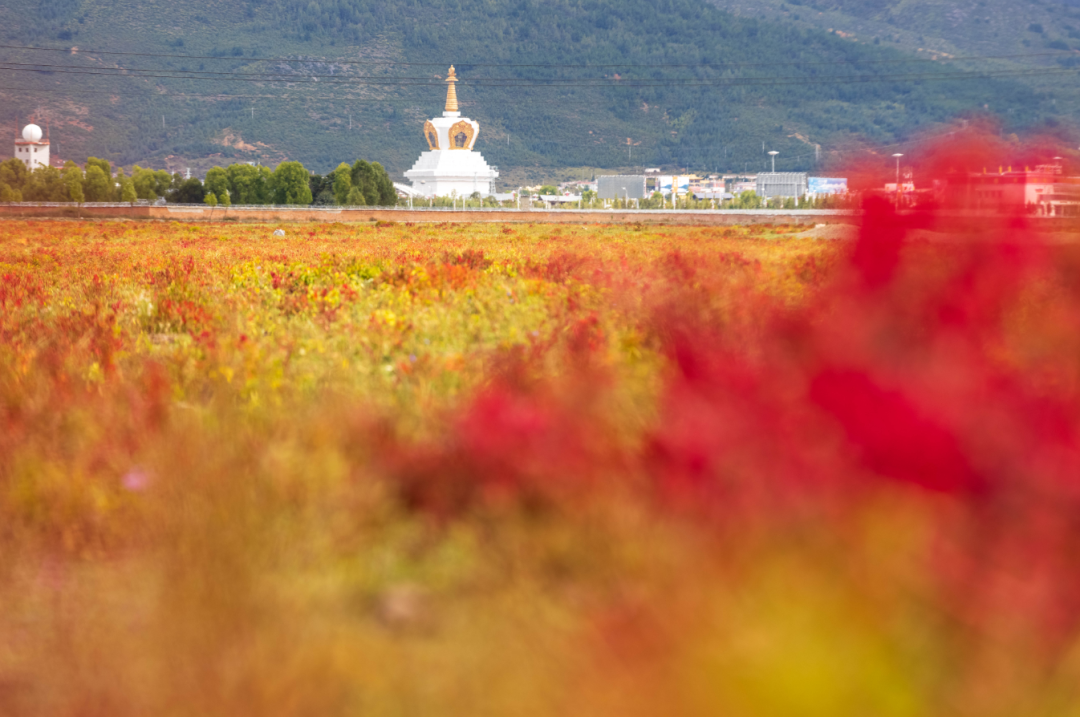 狼毒花 松學寶.png