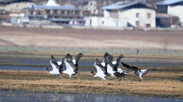 納帕海國(guó)際重要濕地越冬黑頸鶴首次突破500只，創(chuàng)歷史新高！