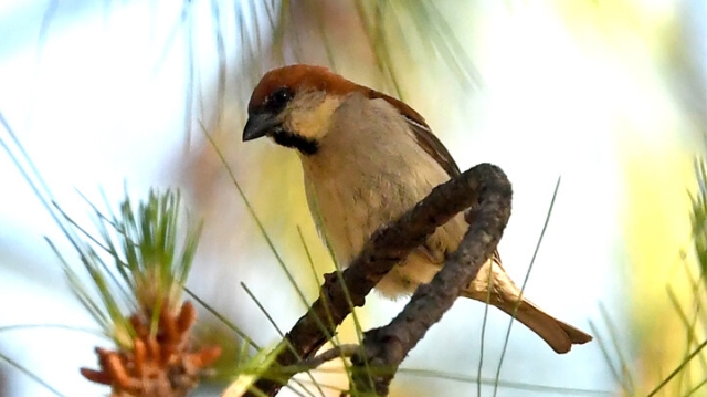 【迪慶百鳥(niǎo)集】??山麻雀