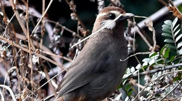 【迪慶百鳥(niǎo)集】? 白頰噪鹛