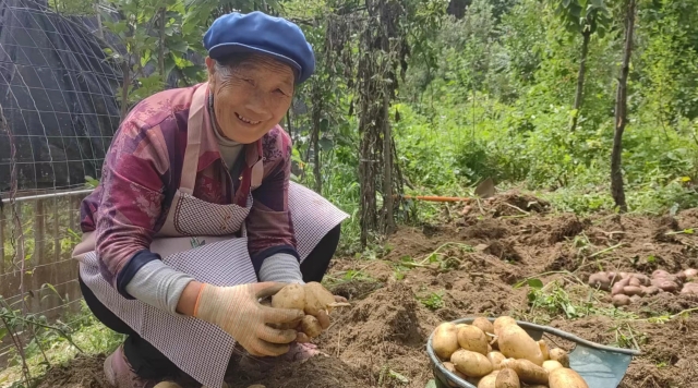 保和鎮(zhèn)拉河柱村花園箐組農(nóng)戶家中洋芋喜獲豐收