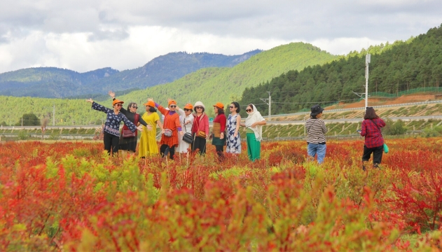 狼毒紅了  香格里拉開啟賞秋模式