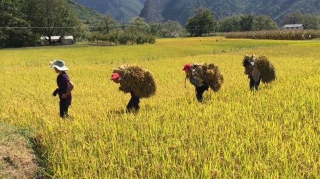 塔城鎮(zhèn)其宗村：村民收稻忙