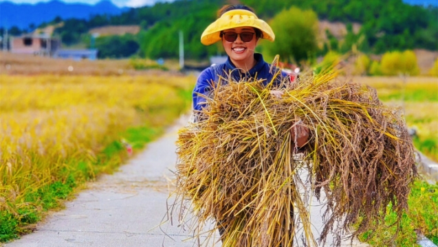 稻谷飄香，攀天閣“豐”景如畫~