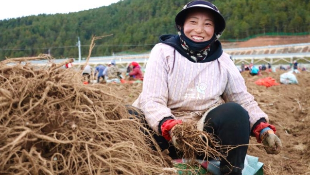 小中甸鎮(zhèn)聯(lián)合村村民當歸地里冬收忙