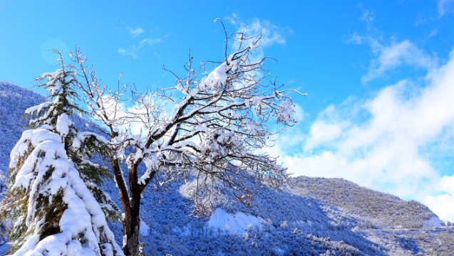 雪后德欽變身童話世界