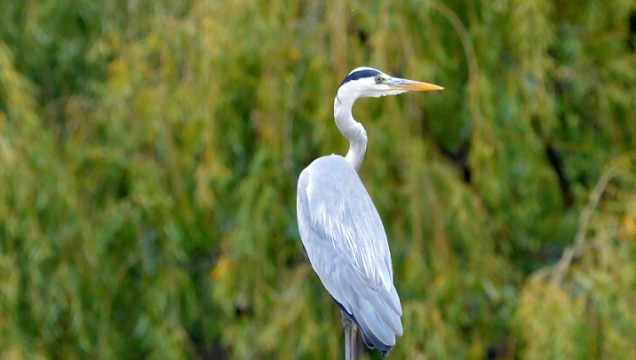 【迪慶百鳥集】56 蒼鷺