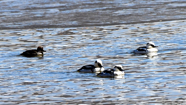 【迪慶百鳥集】72斑頭秋沙鴨（白秋沙鴨）