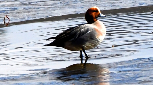 【迪慶百鳥集】73赤頸鴨