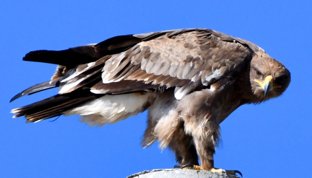 【迪慶百鳥集】78草原雕