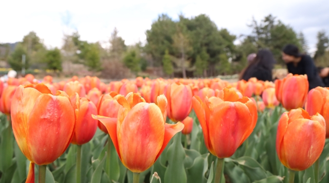 “世界的‘香格里拉’花季旅行”高山植物園花開(kāi)正艷