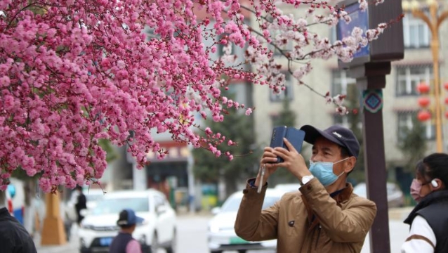 【世界的“香格里拉”花季旅行】香格里拉：遇見榆葉梅 花開別樣美