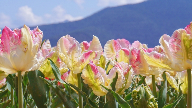 賞花正當(dāng)時(shí)！香格里拉高山植物園郁金香花海正迷人