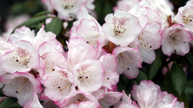 白馬雪山杜鵑花開(kāi)