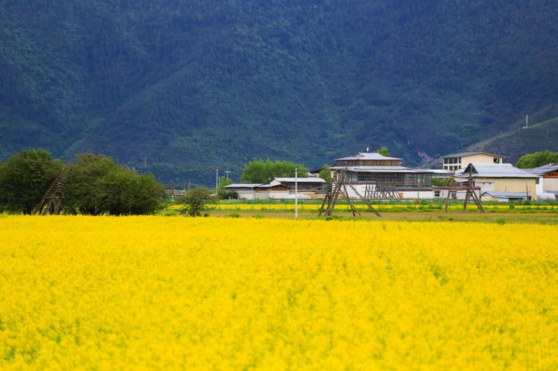 油菜花開滿地金