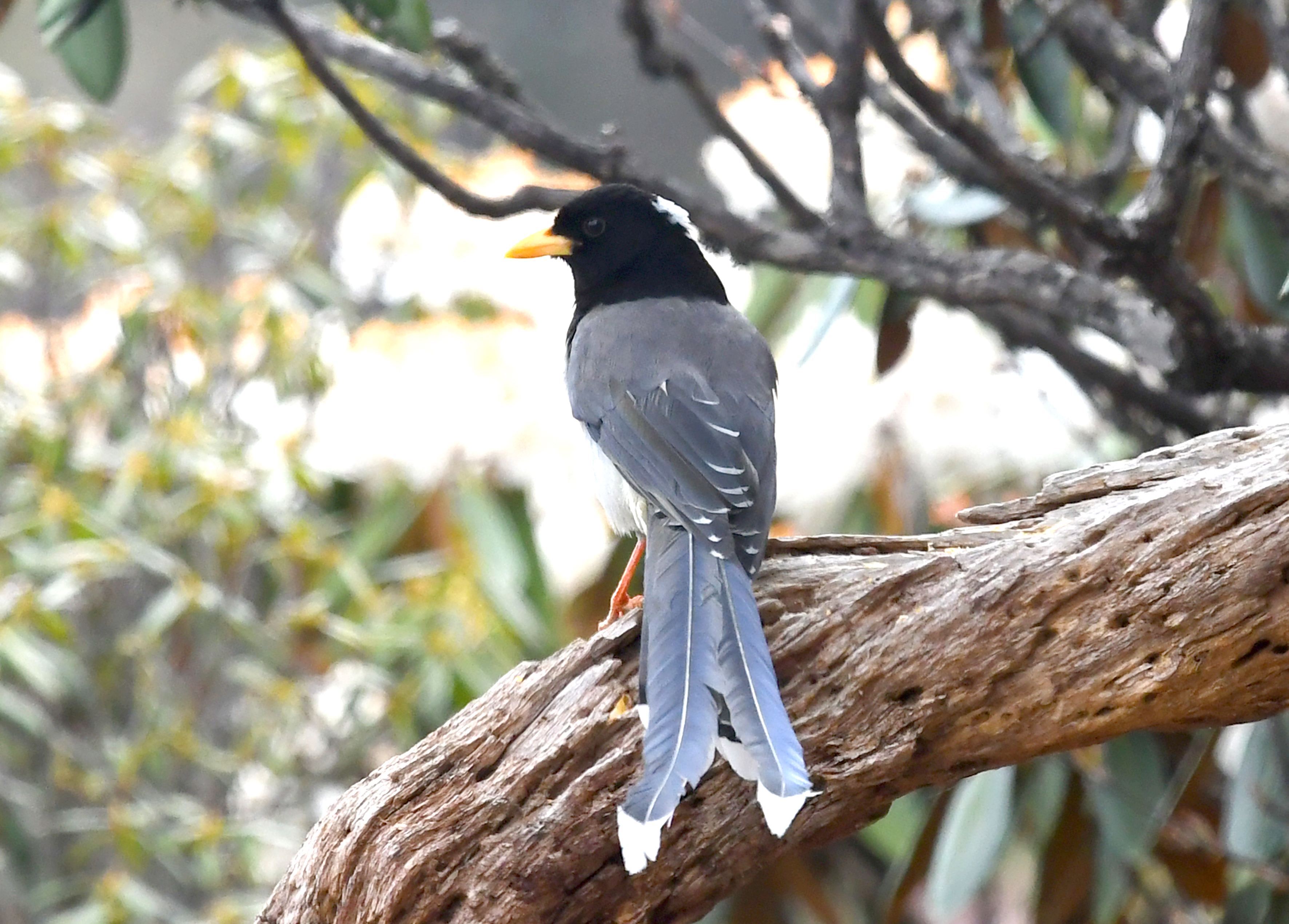 【?迪慶百鳥集】107 黃嘴藍(lán)鵲