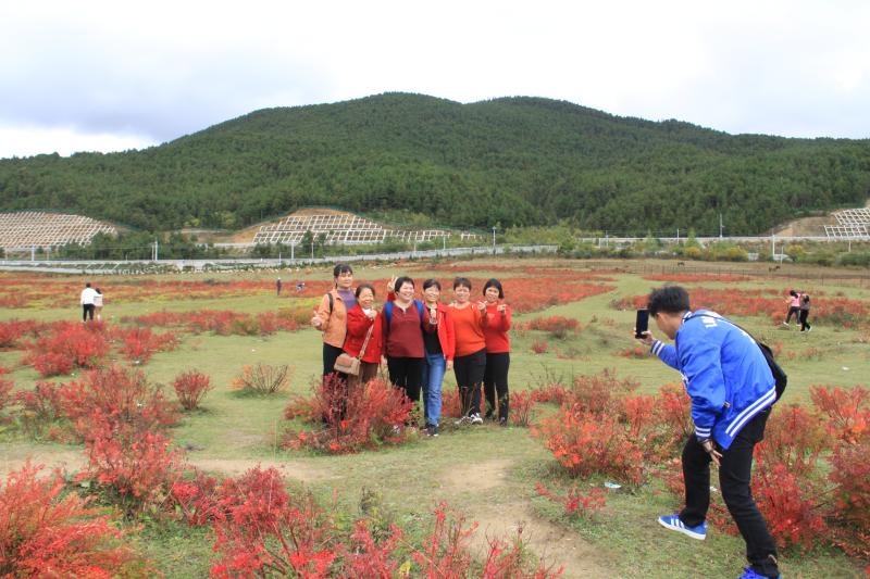 10月狼毒紅了，香格里拉開啟深秋模式